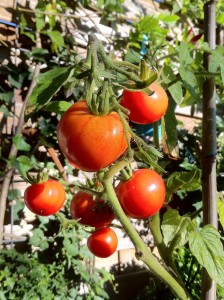 bush-tomatoes-477467_1280