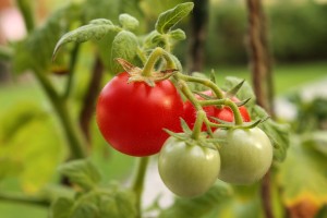 cherry tomatoes