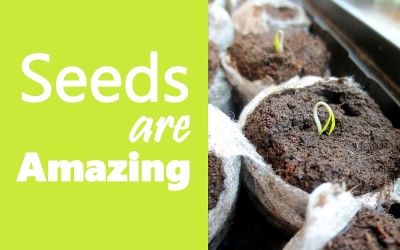 10 Easy Steps to Grow Plants for Your Backyard