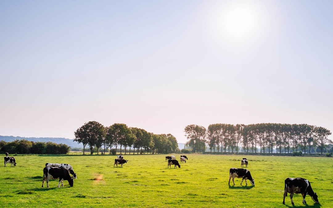 Polyculture – Diverse Agricultural Systems Integrated to Bring You Profits