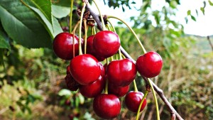 cherries-868089_1280