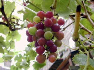 grape_leaf_purple_281086_h