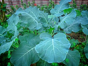 kale-825193_1280