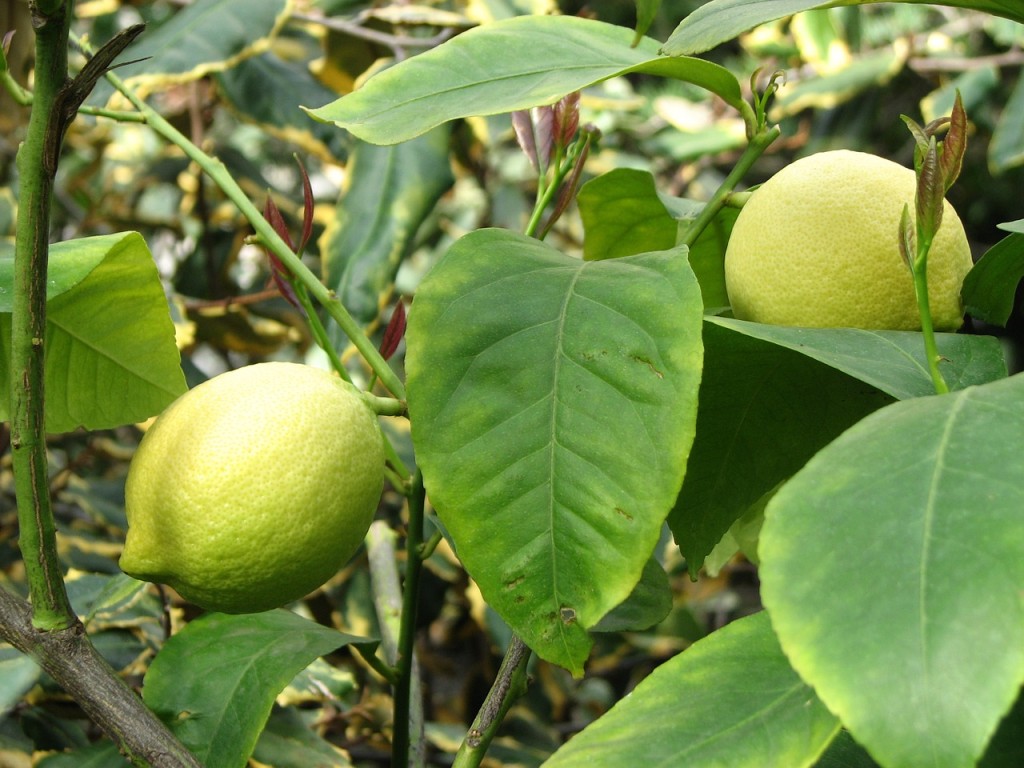 lemon tree