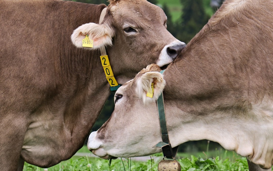 How Performance Reveals the Importance of Affection & Care in Livestock