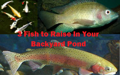 3 Fish to Raise in Your Backyard Fish Pond