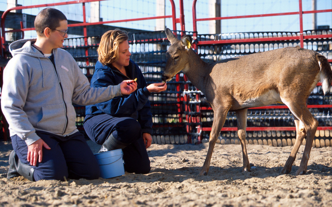 Creating Livestock Feed from Sprouted Fodder System