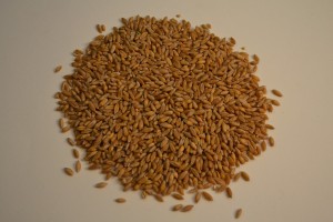 triticale-946048_1280