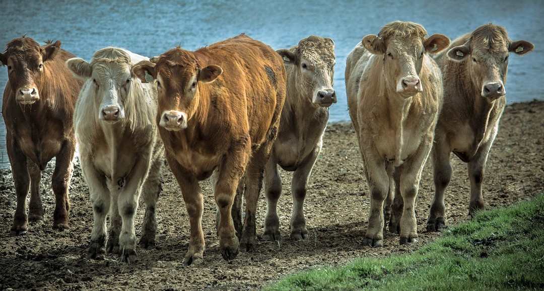 Sustainability in Livestock Leads to Sustainable Livestock Nutrition