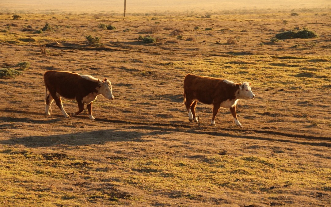 DIY Fodder System – Growing Winter Fodder for Livestock