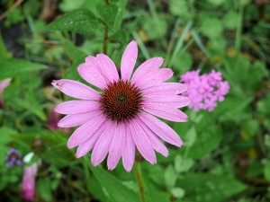 echinacea