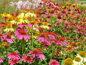 echinacea