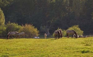 pasture 