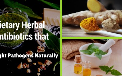 5 Dietary Herbal Antibiotics that Fight Pathogens Naturally