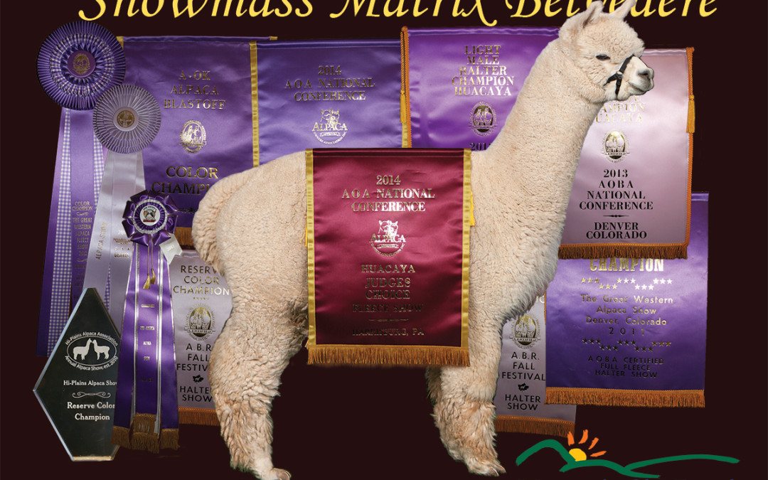 Our Dreams, Nightmares and Future with Alpacas!