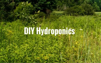 DIY Hydroponics – Grow your own Sustainable Livestock Feed