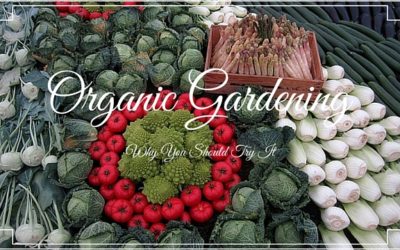 Organic Gardening: Why You Should Try It