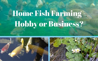 Home Fish Farming – Hobby or Business?