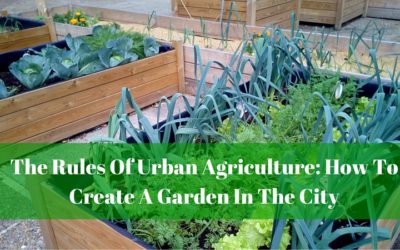 The Rules Of Urban Agriculture: How To Create A Garden In The City