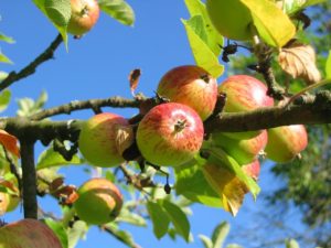 fruit tree 