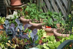 kitchen garden 