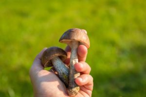 Grow mushrooms for profit.