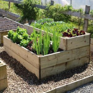 raised bed garden