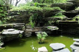 backyard pond 