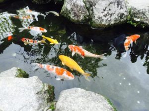 fish pond 