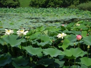 aquatic plants 