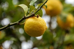 lemon tree