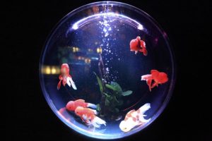 fish-bowl-846060_640