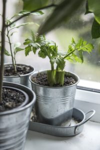 indoor plants 