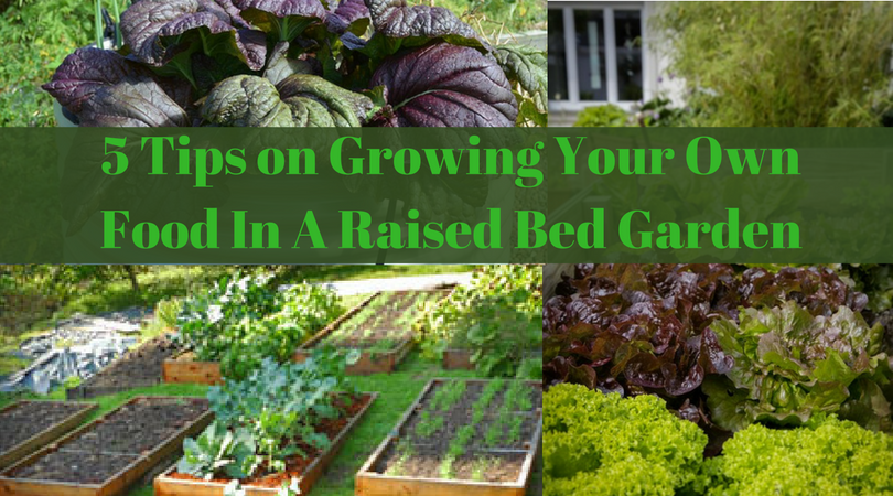 5 Tips on Growing Your Own Food In A Raised Bed Garden