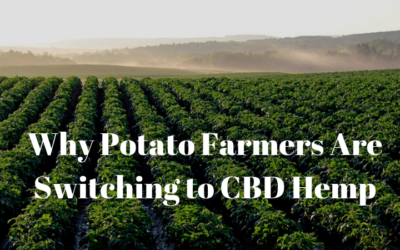 Why Potato Farmers Are Switching to CBD Hemp