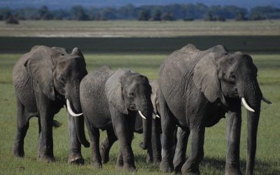 6 Ecotourism Trends To Follow In 2020