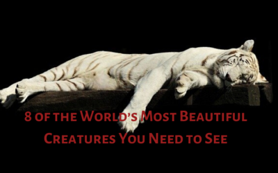 8 of the World’s Most Beautiful Creatures You Need to See