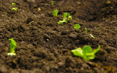 Organic Matter Rich Soil is a Healthy Living Soil 