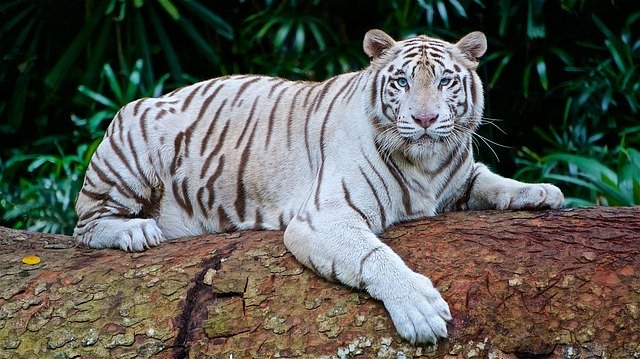 white tiger