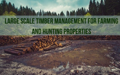 Large Scale Timber Management for Farming and Hunting Properties
