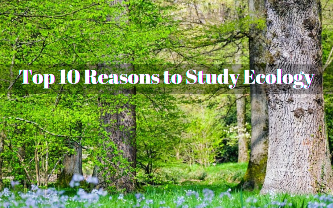 Top 10 Reasons to Study Ecology