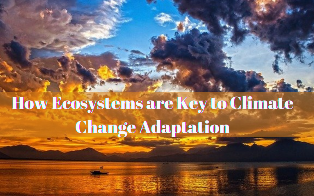 How Ecosystems are Key to Climate Change Adaptation