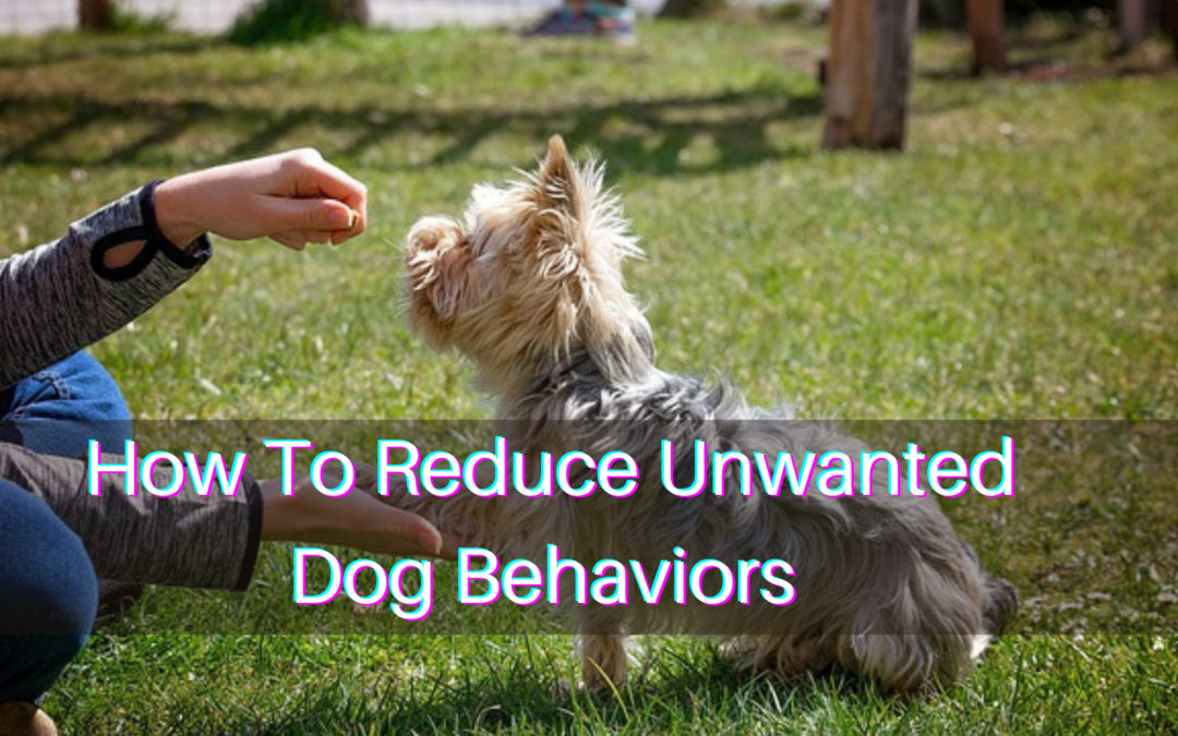 How To Reduce Unwanted Dog Behaviors