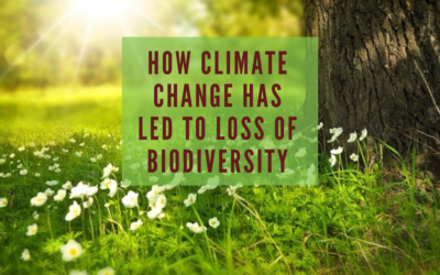 How Climate Change has led to Loss of Biodiversity