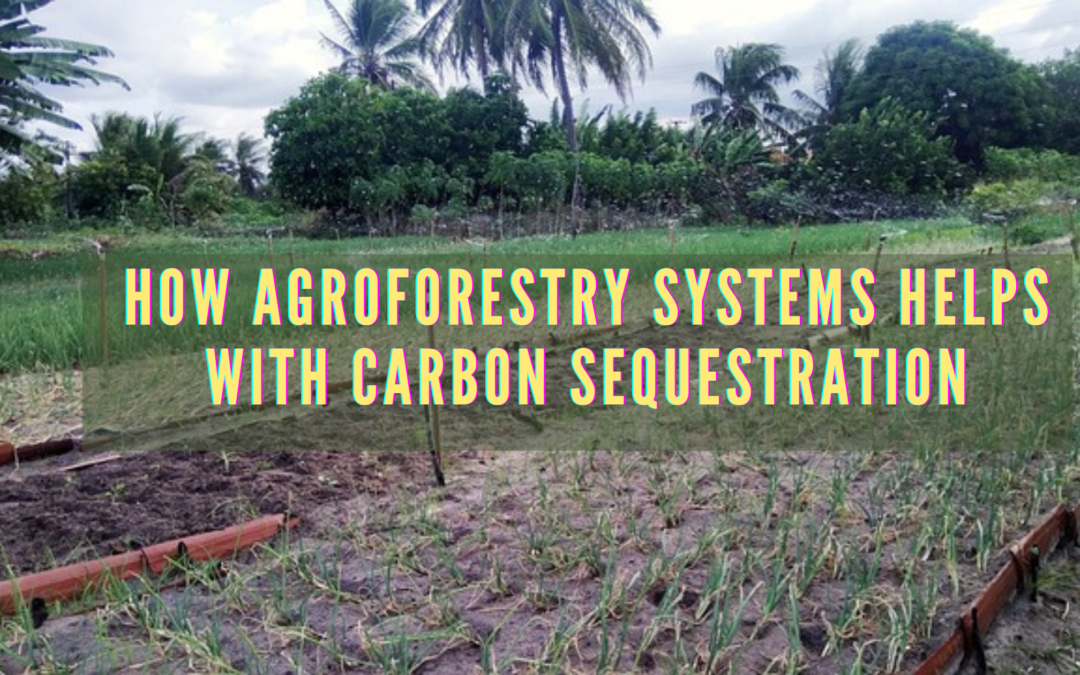 agroforestry