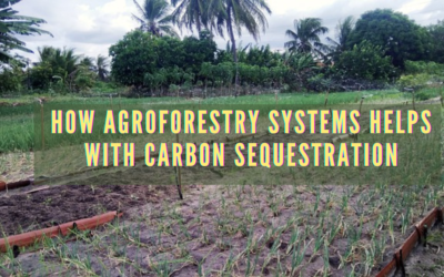 How Agroforestry Systems helps with Carbon Sequestration