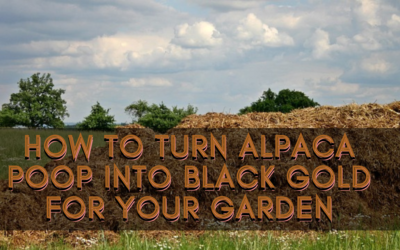 How to Turn Alpaca Poop into Black Gold for Your Garden