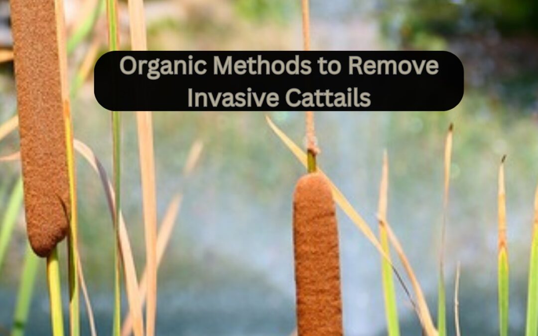 Taking Back Your Pond: Organic Methods to Remove Invasive Cattails and Other Emergent Plants