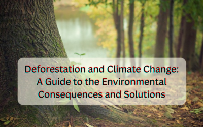Deforestation and Climate Change: A Guide to the Environmental Consequences and Solutions