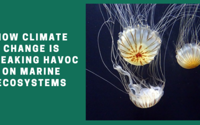 Marine Ecosystems The Unseen Crisis: How Climate Change is Wreaking Havoc